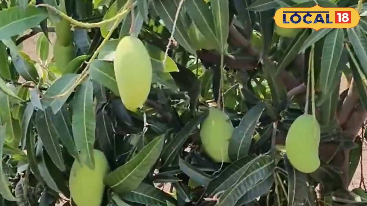 मिठाई जैसा मीठा और रस से भरपूर होता है 'पेडा रसालु' आम, कृषि वैज्ञानिक ...