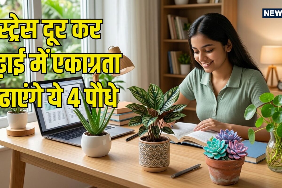 एग्जाम स्ट्रेस होगा छूमंतर! स्टडी डेस्क पर सजाएं ये 4 खूबसूरत पौधे, बढ़ाएंगे एकाग्रता, लाएंगे परीक्षाओं में अच्छे अंक
