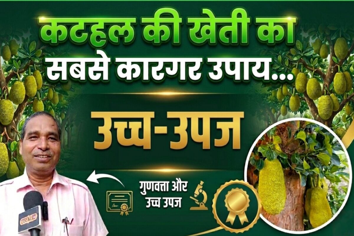 किसानों के लिए हरा खजाना है कटहल, ये शानदार प्रजाति बना देगी मालामाल, साधारण पेड़ भी देगा बंपर उत्पादन