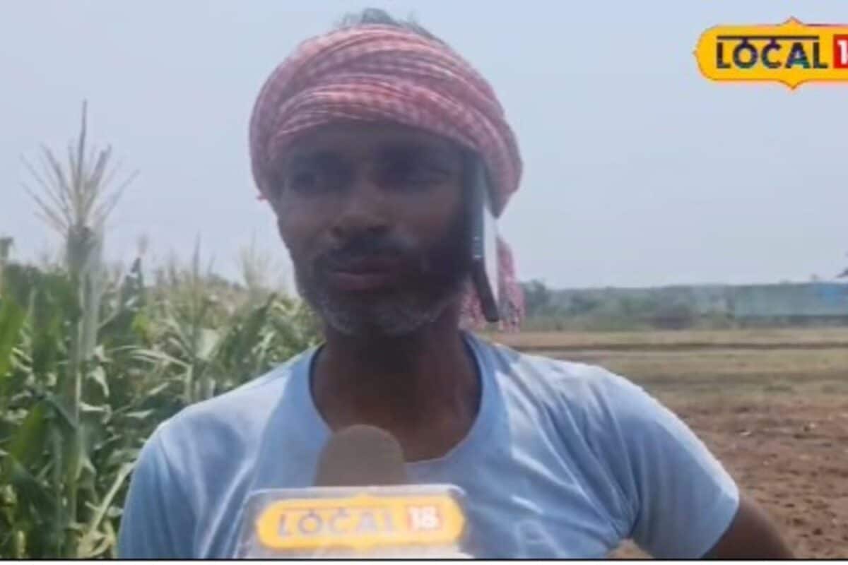 Video: इंजीनियरों को टक्कर! स्वीट कॉर्न की खेती से महीने में 60 हजार की कमाई, छोटन महतो से खीसें टिप्स