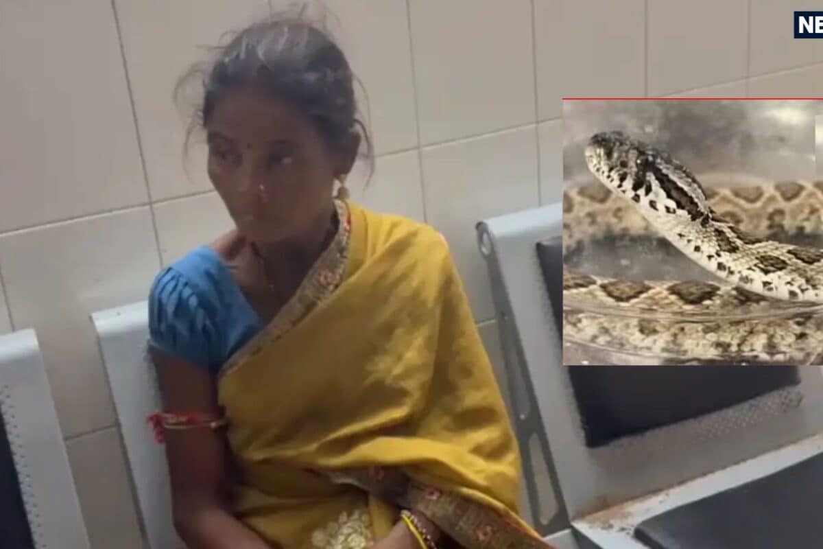 Snake News: सांप ने काटा तो पकड़ लिया उसका जबड़ा बिना डरे अस्पताल पहुंची महिला बोली- डॉक्टर साहब इलाज करो