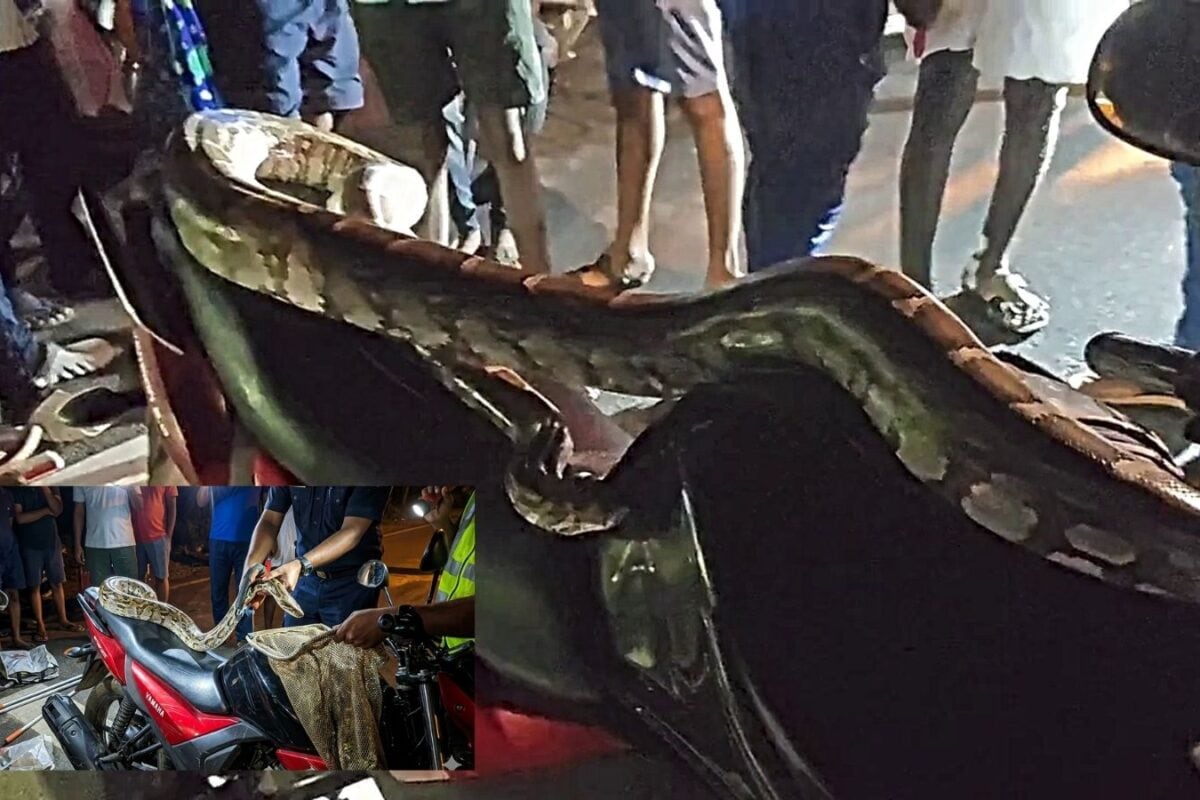 जब 10 फीट का अजगर बाइक पर बैठकर बोला आज गाड़ी तेरा भाई चलाएगा!