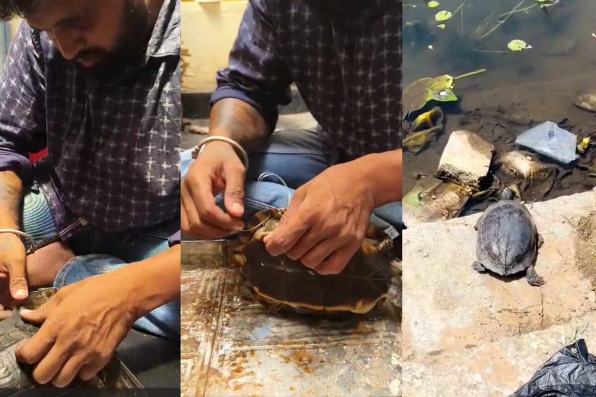 JCB से टूट गया कछुए का कवच तो मेटल वायर और M-Seal की मदद से जोड़ डाला