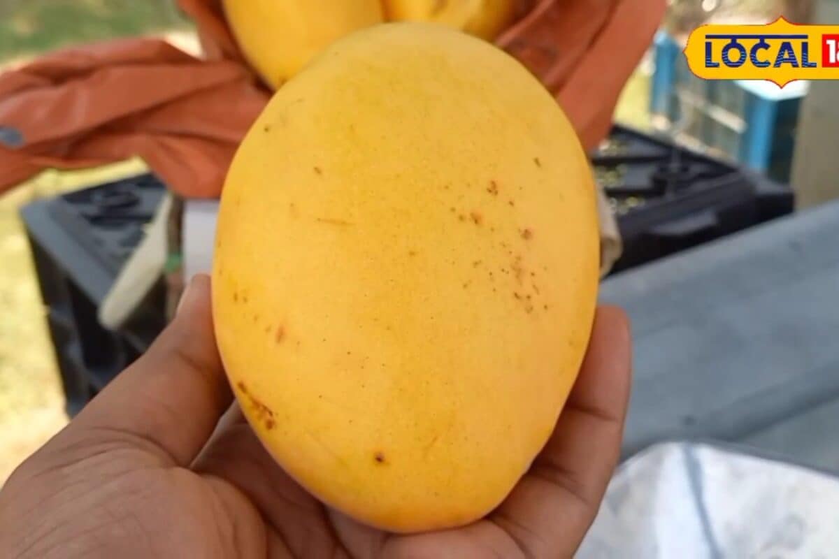 पेड़ पर ही पैकेट में तैयार होता है ये गोल्डन आम, म