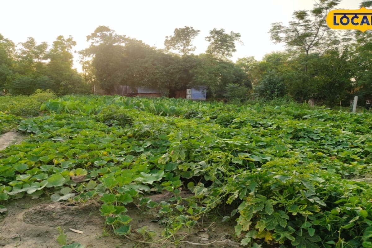 गर्मी में आपके पौधे भी हो रहे हैं पीले? अपनाएं ये 5 आसान टिप्स और देखें कमाल, हरा-भरा रहेगा गार्डन
