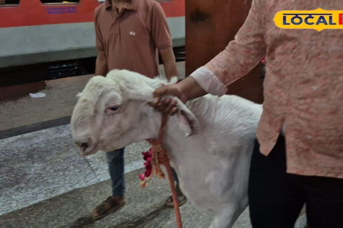 मुगलसराय का ‘जायंट बकरा’ बना स्टार! 160 किलो वजन औ