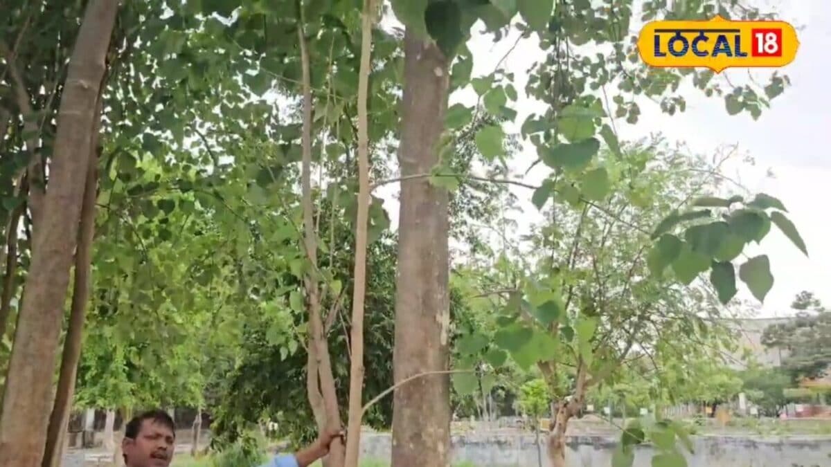 तंबाकू की तलब से ये पेड़ दिलाएगा छुटकारा! CSJMU की औषधीय वाटिका में छिपा है सेहत का खजाना तंबाकू की तलब से ये पेड़ दिलाएगा छुटकारा! CSJMU की औषधीय वाटिका में छिपा है सेहत का खजाना