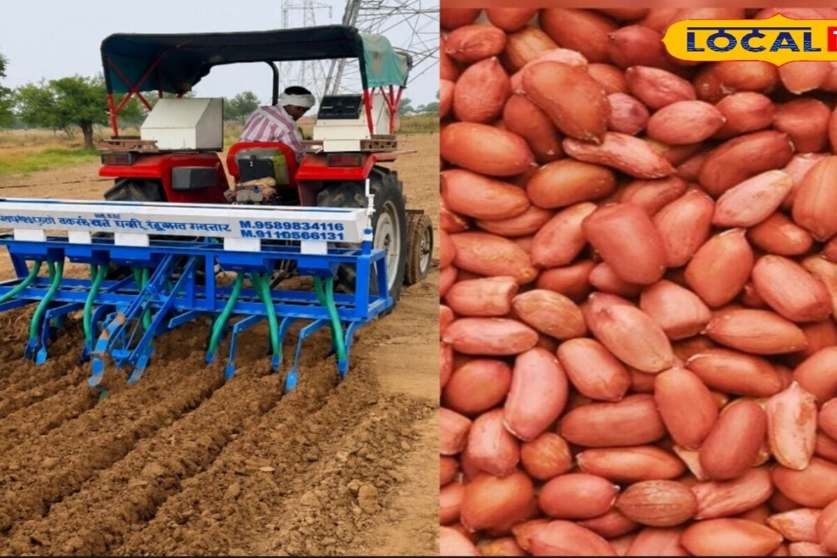 खेती में आया नया गेम चेंजर स्पेनिश बंच मूंगफली ने बदली किसानों की किस्मत मुनाफा जानकर रह जाएंगे हैरान