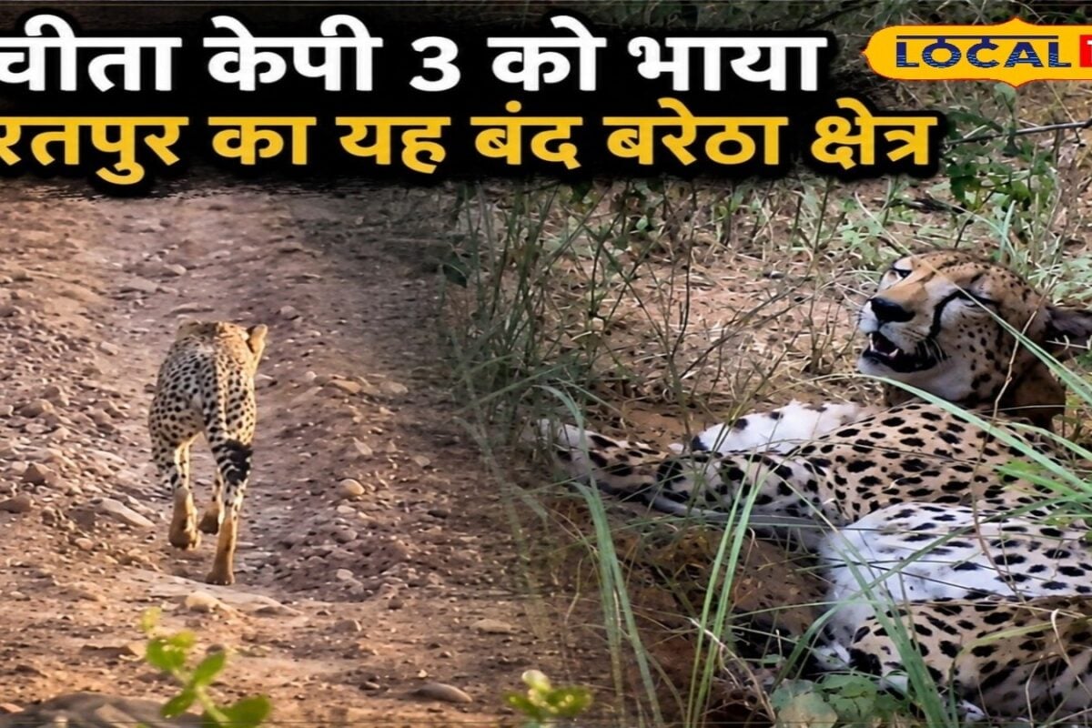 कुनो से निकला चीता KP-3 पहुंचा बंद बरेठा के जंगल! कई दिनों से डाले हुए है डेरा, 24 घंटे कड़ी निगरानी में