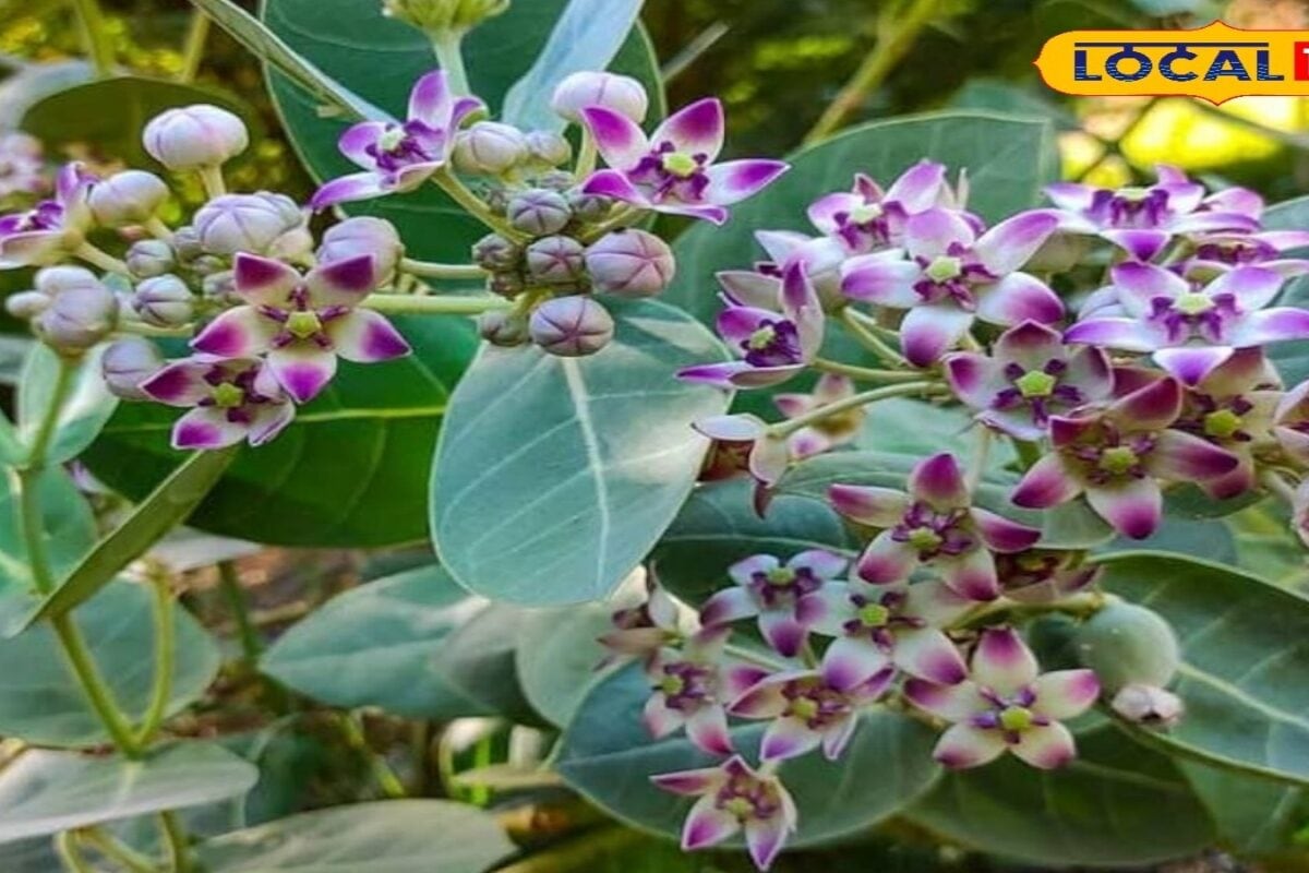 कभी माना जाता था बेकार झाड़, आज बन गया 'हरा खजाना'! आक की खेती से बदल रही किसानों की किस्मत, जानिए पूरा गणित