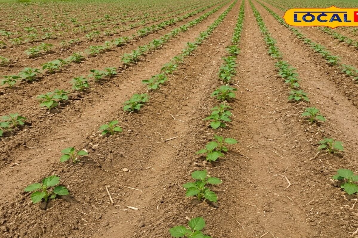 Agriculture News: किसानों का कपास पर बड़ा दांव! नकदी फसल से बंपर कमाई की उम्मीद, खेतों में तेज हुई बुवाई