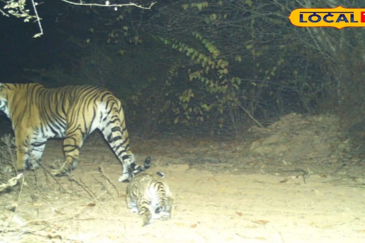 घर बैठे कमाई टाइगर रिजर्व के गांवों की बदलेगी तस्वीर! टूरिज्म से खुलेंगे रोजगार के दरवाजे बढ़ेगी आय