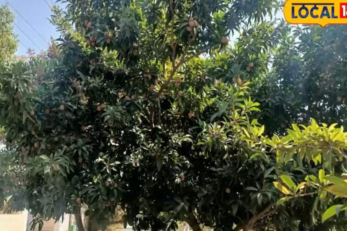 Agriculture News: अगर लगाना चाहते हैं फलदार बाग तो चीकू की इस किस्म को चुनें हर सीजन में मिलेगा तगड़ा मुनाफा