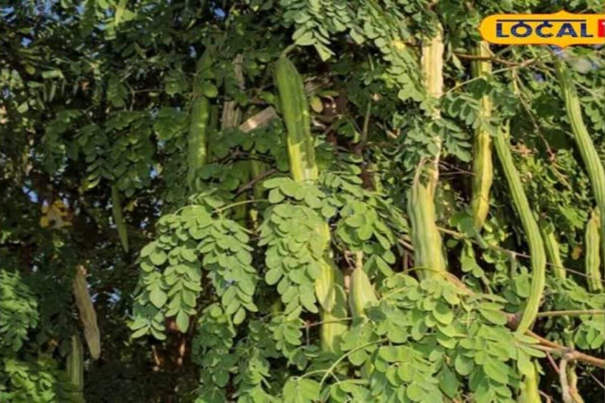 सहजन का पेड़ ने बदली इस गांव की तस्वीर खंडवा की महिलाओं ने खड़ा किया लाखों का कारोबार जानिए तरीका