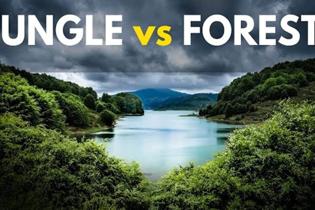 Forest और Jungle में क्या है अंतर? हिंदी-इंग्लिश समझ लेते है