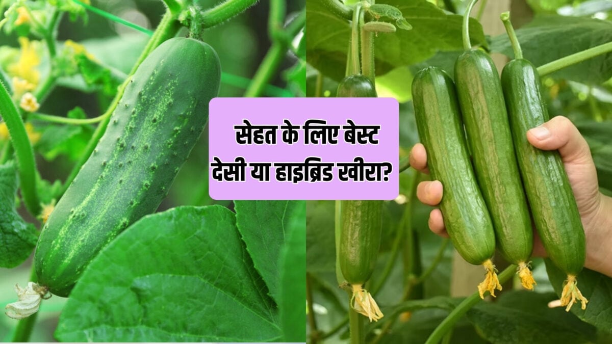 देसी या हाइब्रिड? रोजाना खाने के लिए कौन-सा खीरा बेस्ट, जानें सेहत पर असर