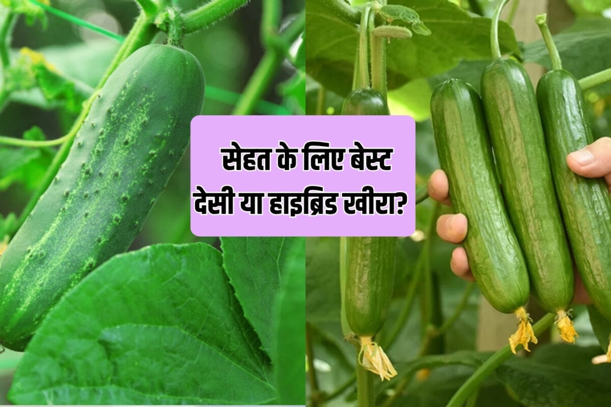 Food Tips: देसी या हाइब्रिड? रोजाना खाने के लिए कौन-सा खीरा बेस्ट, जानें सेहत पर असर