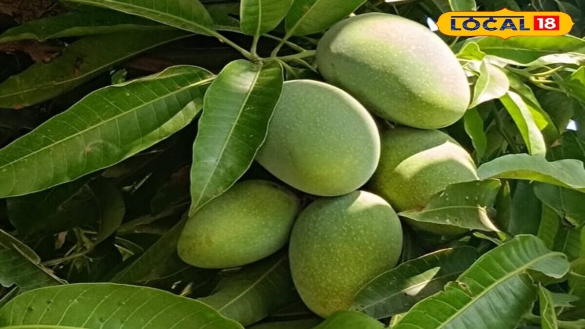 दशहरी और लंगड़ा का भी बाप है आम की ये वैरायटी! खुशबू से खिंचे चले आते हैं लोग
