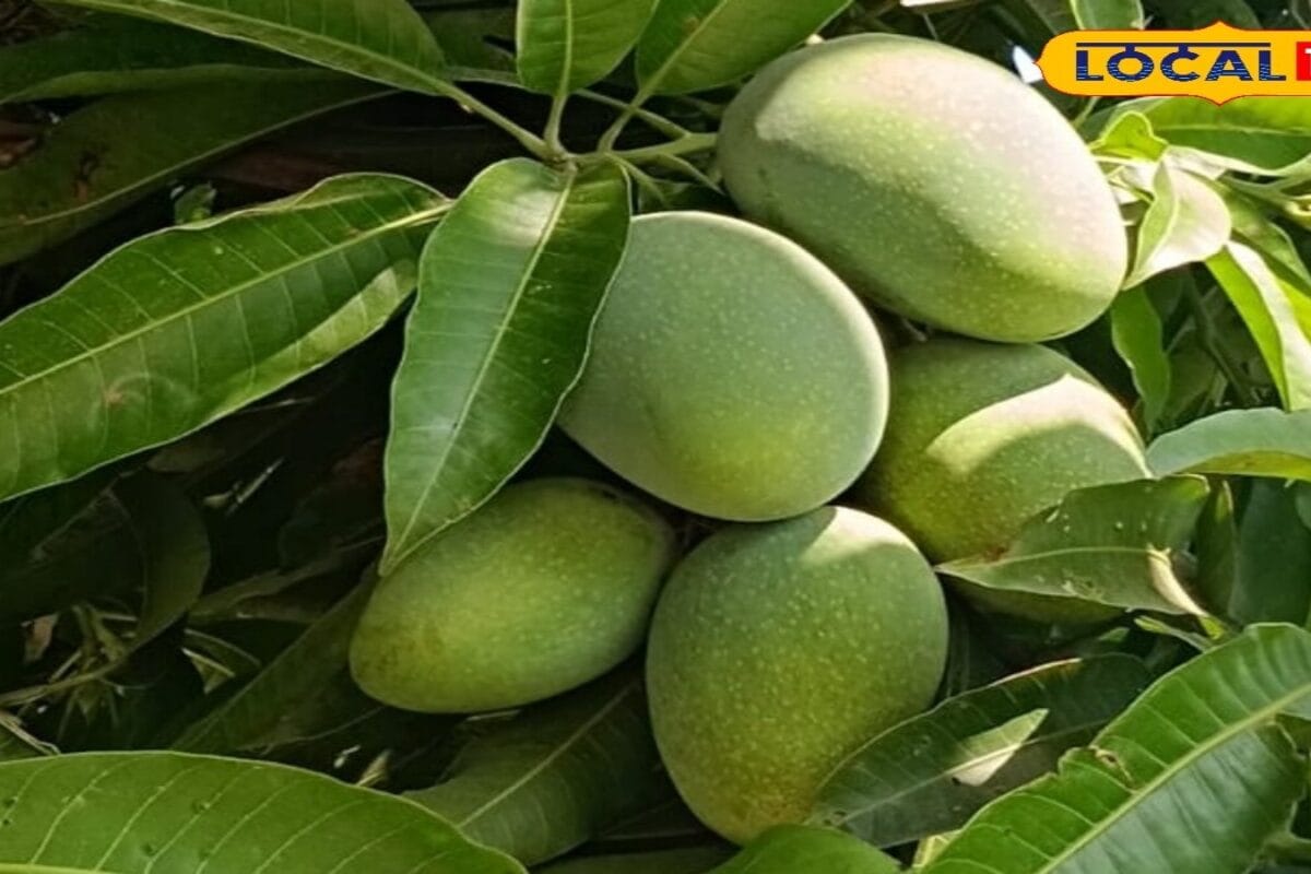 दशहरी और लंगड़ा का भी बाप है आम की ये वैरायटी! खुशबू से ही खिंचे चले आते हैं लोग, क्या है इसकी खासियत?