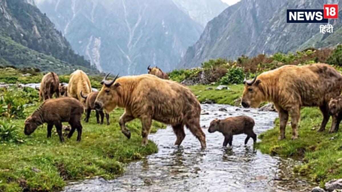 सिक्किम के जंगलों में 20 साल बाद अचानक दिखा दुर्लभ मिश्मी टाकिन का झुंड, क्या खतरे में है इनका घर? सिक्किम के जंगलों में 20 साल बाद अचानक दिखा दुर्लभ मिश्मी टाकिन का झुंड, क्या खतरे में है इनका घर?