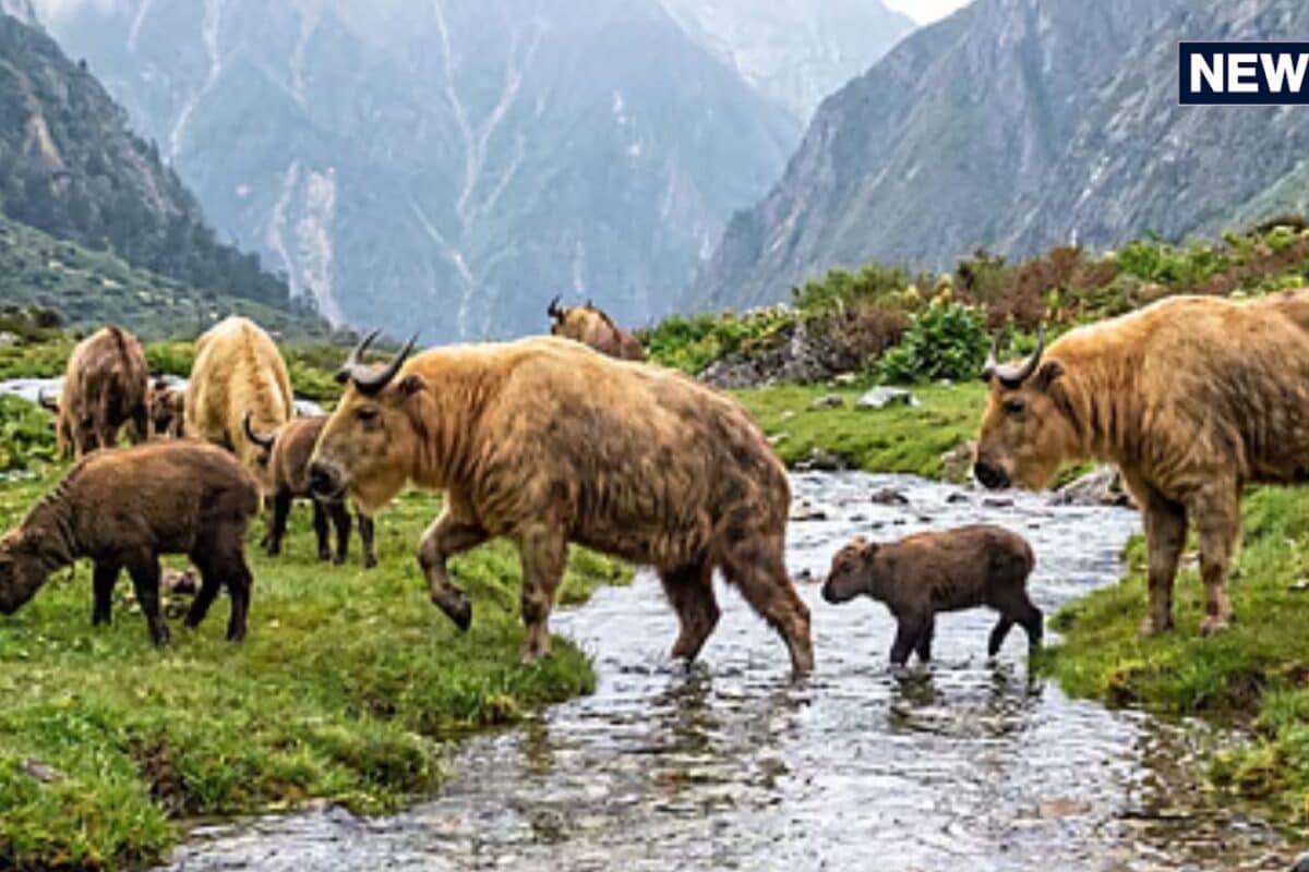 सिक्किम के जंगलों में 20 साल बाद अचानक दिखा दुर्लभ मिश्मी टाकिन का झुंड क्या खतरे में है इनका घर