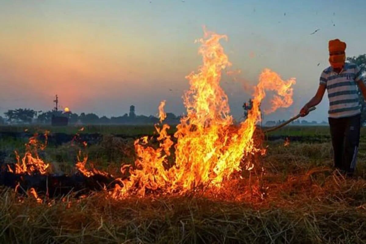 पंजाब के किसान क्यों जलाते हैं पराली दिल्ली क्यों झेलती है प्रदूषण किसानों ने बता दी वजह