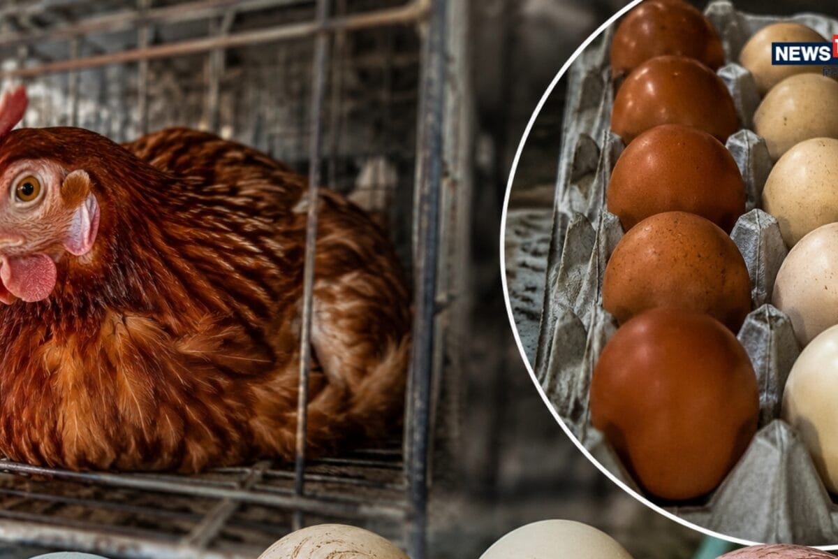 The Art of Baking: From Classic Bread to Artisan Pastries
