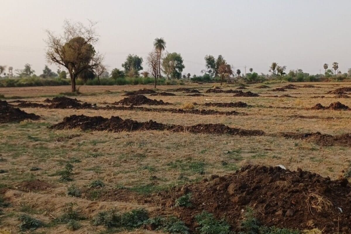 Agriculture Tips: जून-जुलाई में खेतों में डालें गोबर की खाद, फसल होगी हरी-भरी और उत्पादन होगा दोगुना