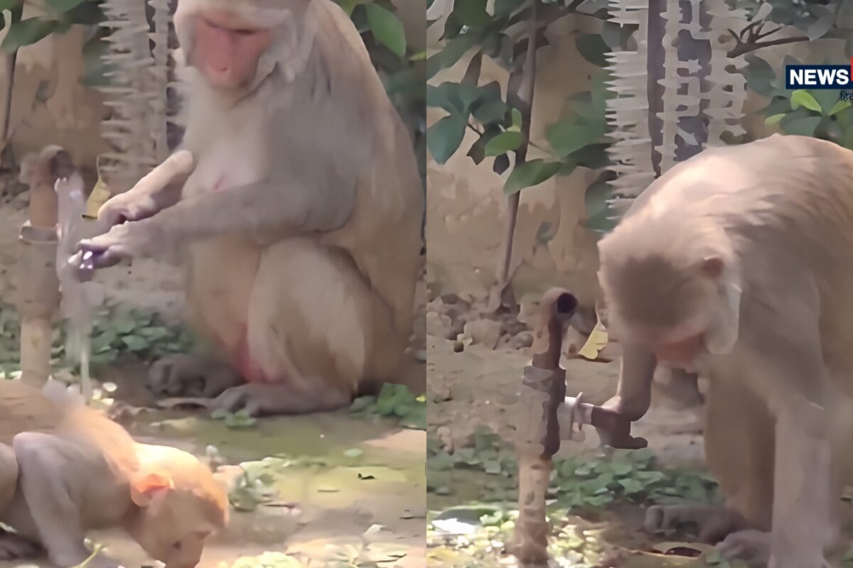 जब एक बंदर ने सिखाया इंसानों को सिविक सेंस... जीत 