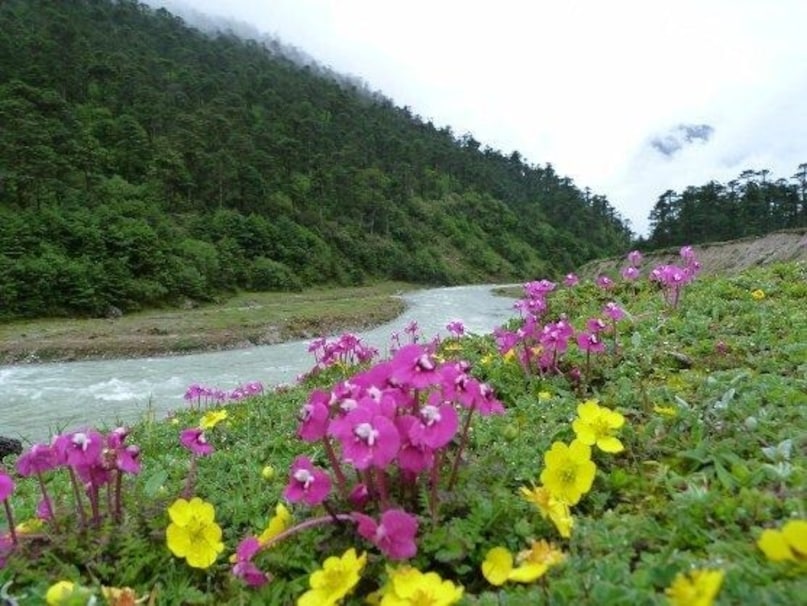 वैली ऑफ़ फ्लावर्स (फूलों की घाटी), उत्तराखंड : UNESCO की वर्ल्ड हेरिटेज साइट, 'वैली ऑफ़ फ्लावर्स' मॉनसून के दौरान रंग-बिरंगे फूलों से खिल उठती है. जुलाई से सितंबर महीने के बीच यहां सैकड़ों तरह के फूल खिलते हैं, जिससे घाटी का नज़ारा अद्भुत हो जाता है. यह ट्रेकिंग के शौकीनों के लिए एक शानदार जगह है. वैली ऑफ़ फ्लावर्स (फूलों की घाटी), उत्तराखंड : UNESCO की वर्ल्ड हेरिटेज साइट, 'वैली ऑफ़ फ्लावर्स' मॉनसून के दौरान रंग-बिरंगे फूलों से खिल उठती है. जुलाई से सितंबर महीने के बीच यहां सैकड़ों तरह के फूल खिलते हैं, जिससे घाटी का नज़ारा अद्भुत हो जाता है. यह ट्रेकिंग के शौकीनों के लिए एक शानदार जगह है.