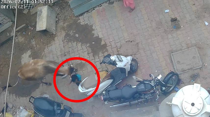 स्कूल जा रहा था 7 साल का मासूम गाय ने सींगों से कर दिया जानलेवा हमला CCTV में कैद हुई खौफनाक घटना 