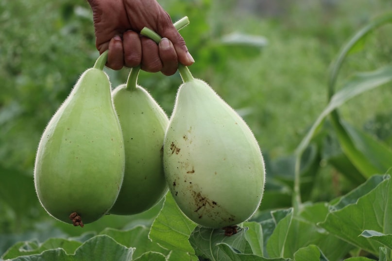 Bottle Gourd: This popular rainy-season vegetable needs plenty of room to spread its lush vines. Bottle gourd thrives on heavy moisture, producing large, nutritious gourds. Provide a strong overhead arbor to support the heavy weight of the growing vegetables.