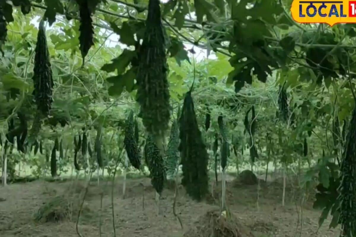 मांझी का नंदिता करेला मशहूर, मचान विधि से रोज 1 क्विंटल तक उपज, 90% किसान कर रहे खेती