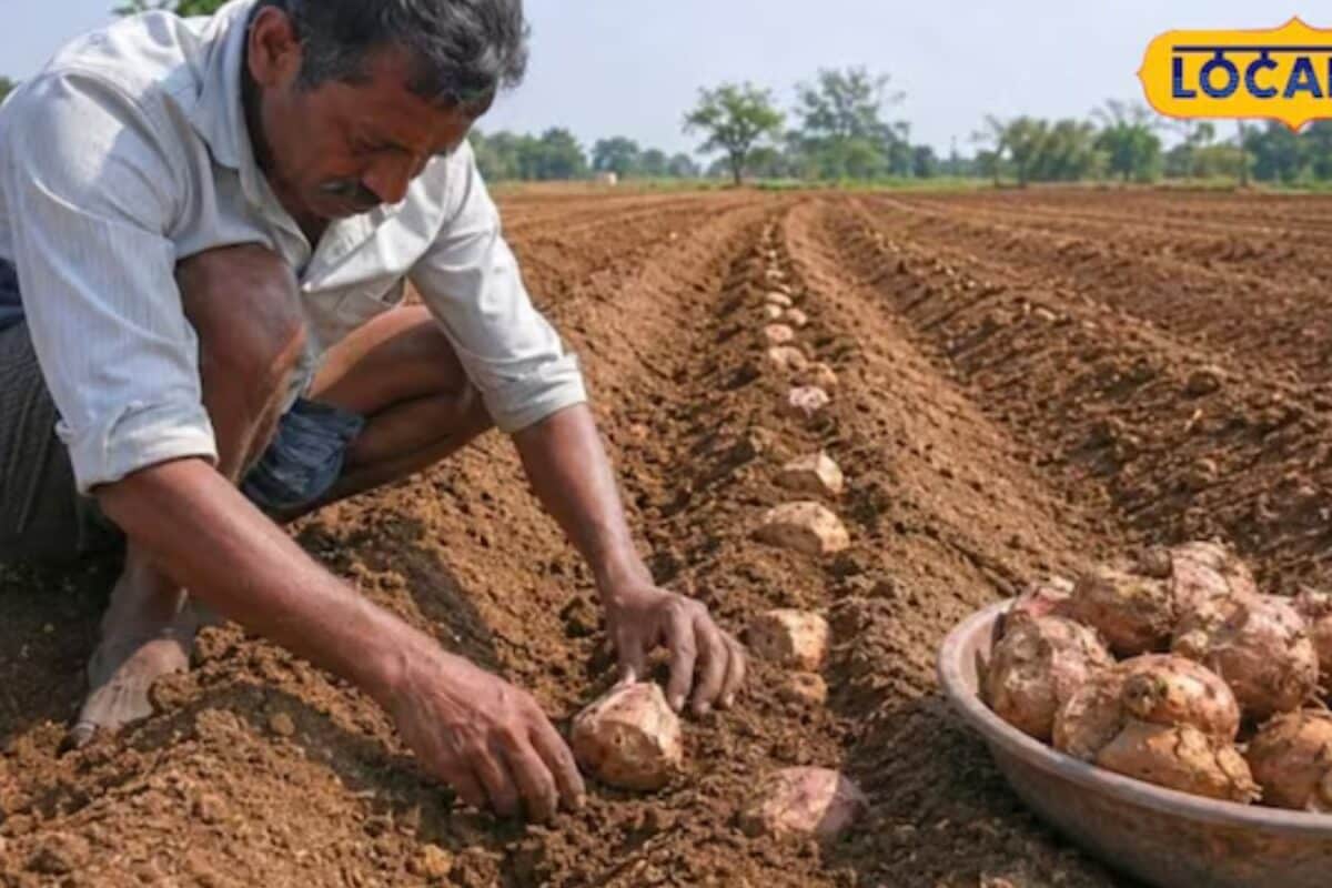 अभी करें सूरन की बुवाई एक एकड़ में  इतनी है कमाई जानें खेती की पूरी विधि