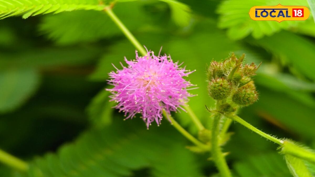 Chui Mui Plant Benefits: आयुर्वेद में संजीवनी से कम नहीं है छुईमुई, पत्तों से लेकर जड़ तक छुपा हैं कई बीमारियों के इलाज Chui Mui Plant Benefits: आयुर्वेद में संजीवनी से कम नहीं है छुईमुई, पत्तों से लेकर जड़ तक छुपा हैं कई बीमारियों के इलाज