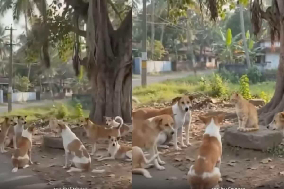 अकेली बिल्ली के सामने बैठे रहे दर्जनों कुत्ते, किसी ने नहीं की हिम्मत उसे छूने की, वायरल वीडियो ने किया हैरान!