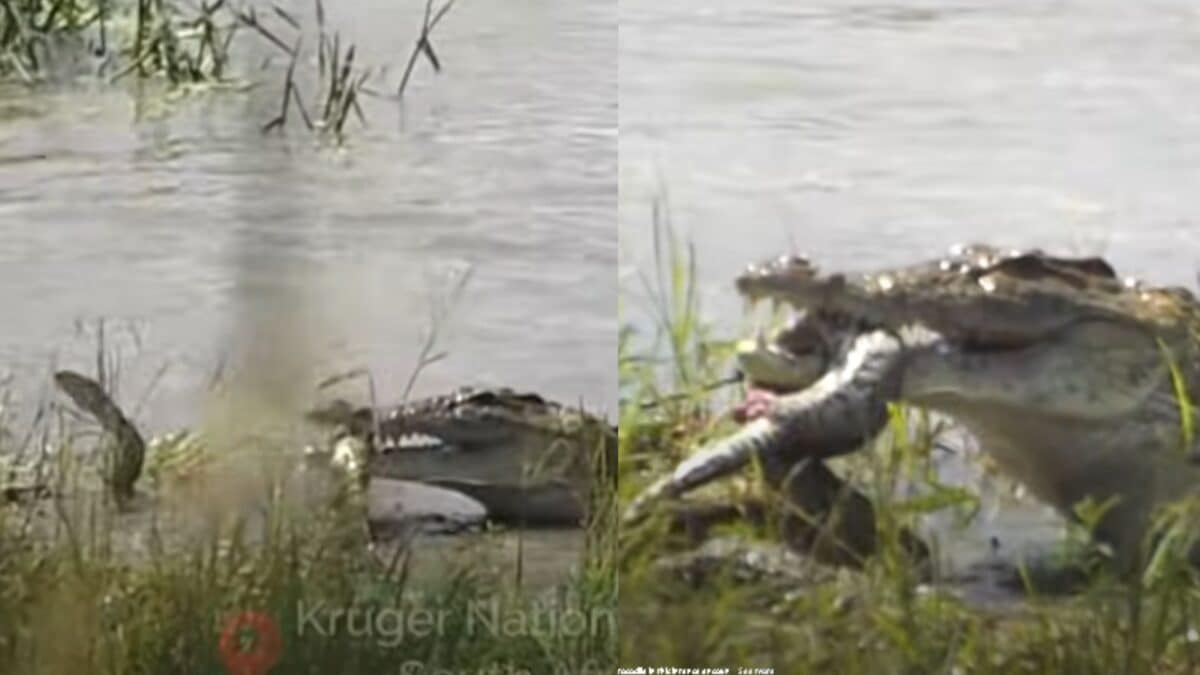 Crocodile vs Python: मगरमच्छ और अजगर की हुई जानलेवा भिड़ंत, पानी के ...