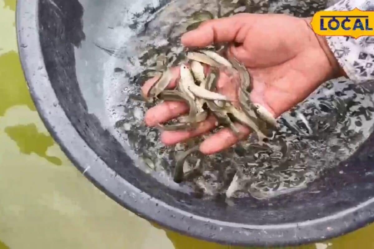 Fish Farming: मछली पालन से बढ़ानी हैं कमाई? तो बरसात में न बरतें ढिलाई, विशेषज्ञ से जानें देखभाल के जरूरी टिप्स