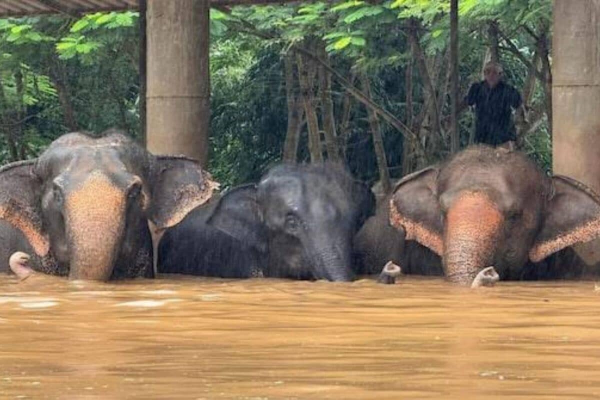 बाढ़ में 100 KM बहता चला गया हाथी! नगालैंड से बहकर पहुंच गया असम ऐसे बचाई गई जान