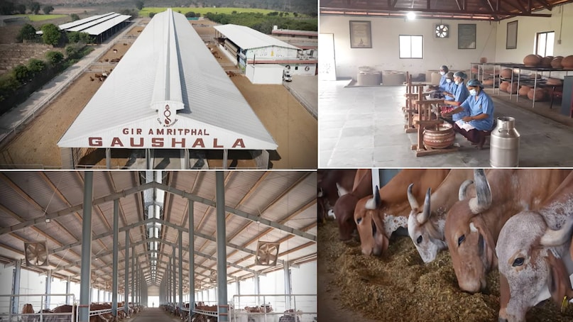 krishna mohan yadav dairy farm Haryana, gir amritphal gaushala owner name, gir amritphal gaushala address, gir amritphal gaushala contact number, gir amritphal gaushala price, gir cow kitna dudh deti hai, gir cow price in up, gir cow for sale, gir cow milk production per day, gir cow milk per day, gir cow photo , gir cow milk capacity, gir cow milk price per litre, Haryana news, Haryana news today, Harayana news hindi, gurugram news, Gurugram news today krishna mohan yadav dairy farm Haryana, gir amritphal gaushala owner name, gir amritphal gaushala address, gir amritphal gaushala contact number, gir amritphal gaushala price, gir cow kitna dudh deti hai, gir cow price in up, gir cow for sale, gir cow milk production per day, gir cow milk per day, gir cow photo , gir cow milk capacity, gir cow milk price per litre, Haryana news, Haryana news today, Harayana news hindi, gurugram news, Gurugram news today