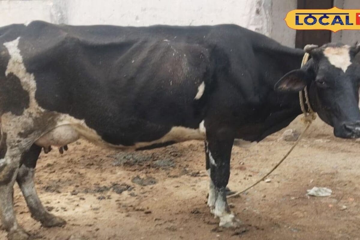 बरसात से पहले मवेशियों को जरूर लगवाएं ये 3 टीके जानलेवा बीमारियों से मिलेगा बचाव