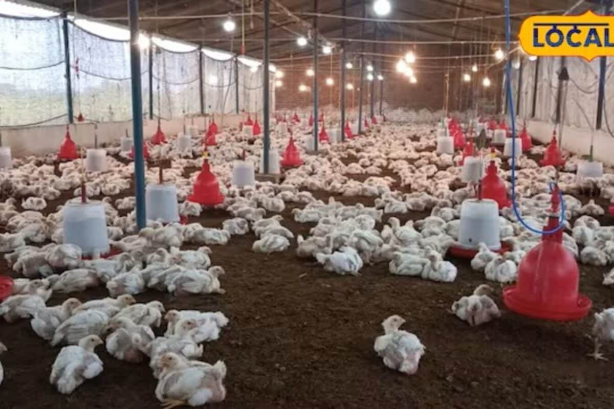 सुपर मुनाफा जीरो सिरदर्दी! 10 हजार अंडों से हर दिन तगड़ी कमाई जानिए लेयर फार्मिंग का स्मार्ट फॉर्मूला