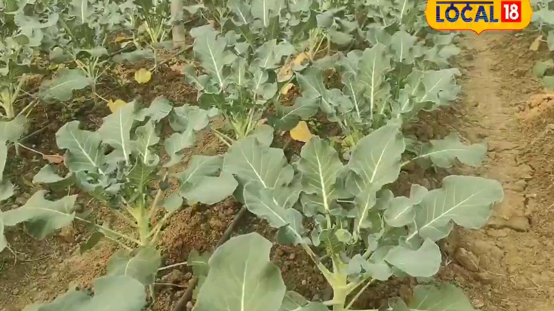 बूंद-बूंद पानी से होगी बंपर खेती! इस तकनीक से खाद मजदूरी और लागत तीनों में होगी बचत