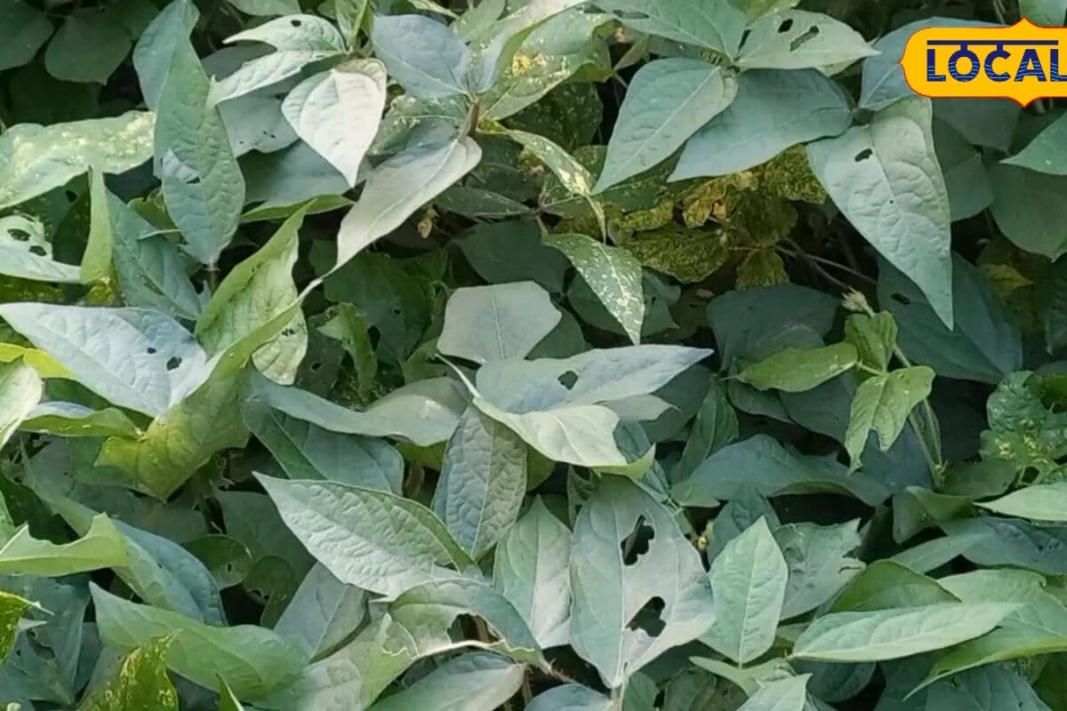 Krishi Tips: उड़द की फसल में सुंडी का खात्मा करने का आसान तरीका, बस इन चीजों का करें छिड़काव