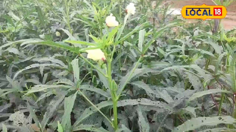 बरसात में किसान करें भिंडी की खेती लाखों में कमाएंगे जानिए सफलता का फॉर्मूला