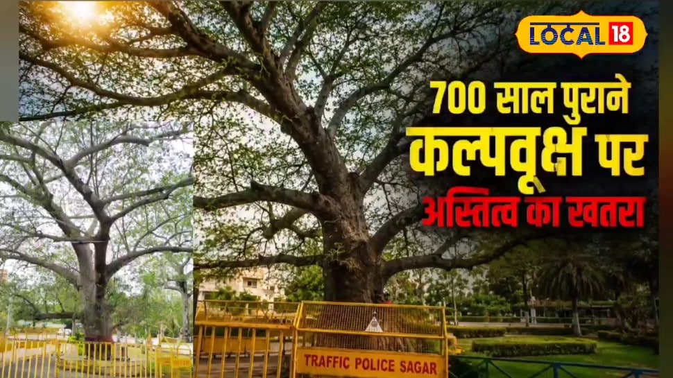 700 साल पुराने कल्पवृक्ष पर मंडराया संकट आंधी-बारिश से झुका पेड़ जानिए इसकी मान्यता