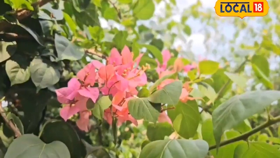 Tips: ₹500 का बोगनवेलिया मुफ्त में होगा तैयार! मानसून में अपनाएं ग्राफ्टिंग की यह जादुई ट्रिक खिलेंगे कई रंग