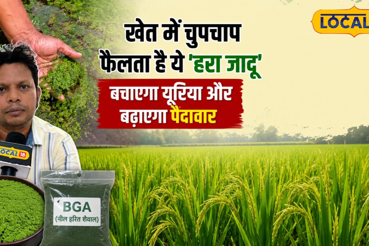 धान किसानों के लिए गेम चेंजर साबित हो सकता है ये जबरदस्त फार्मूला कम लागत में बढ़ेगा उत्पादन