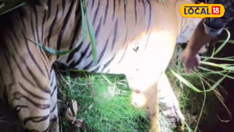 Dudhwa Tiger Reserve: 3 महीने में कई बाघ-बाघिनों की मौत लखीमपुर खीरी में क्या हो रहा है