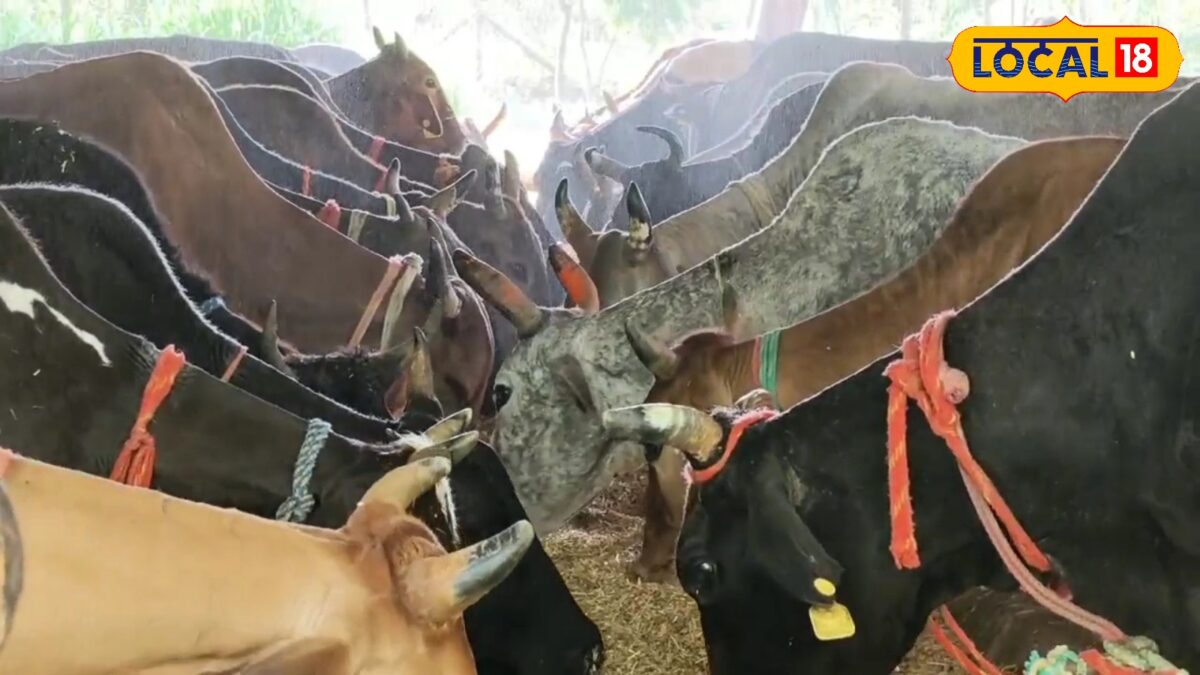 मृतक पशुओं को डिस्पोज करने के लिए अब नहीं होना पड़ेगा परेशान, एक कॉल पर होगा समाधान.. जानें पूरी योजना मृतक पशुओं को डिस्पोज करने के लिए अब नहीं होना पड़ेगा परेशान, एक कॉल पर होगा समाधान.. जानें पूरी योजना